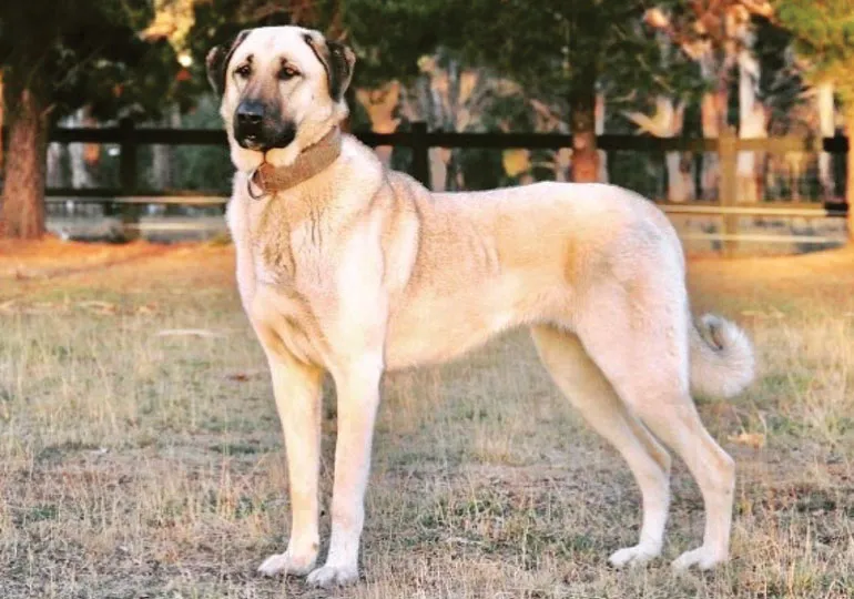 Kangal Dog